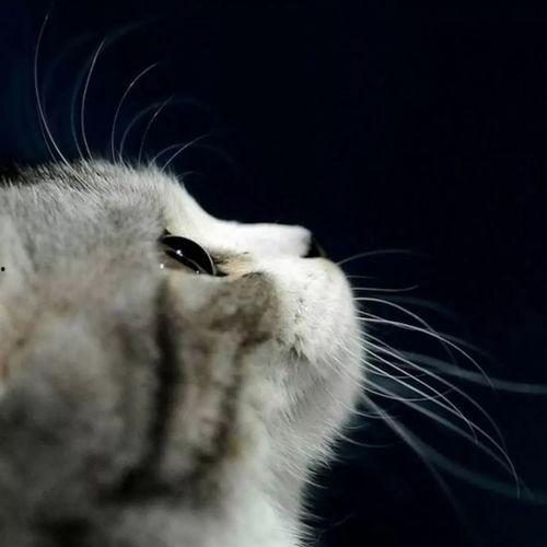 娱乐吃瓜君和猫